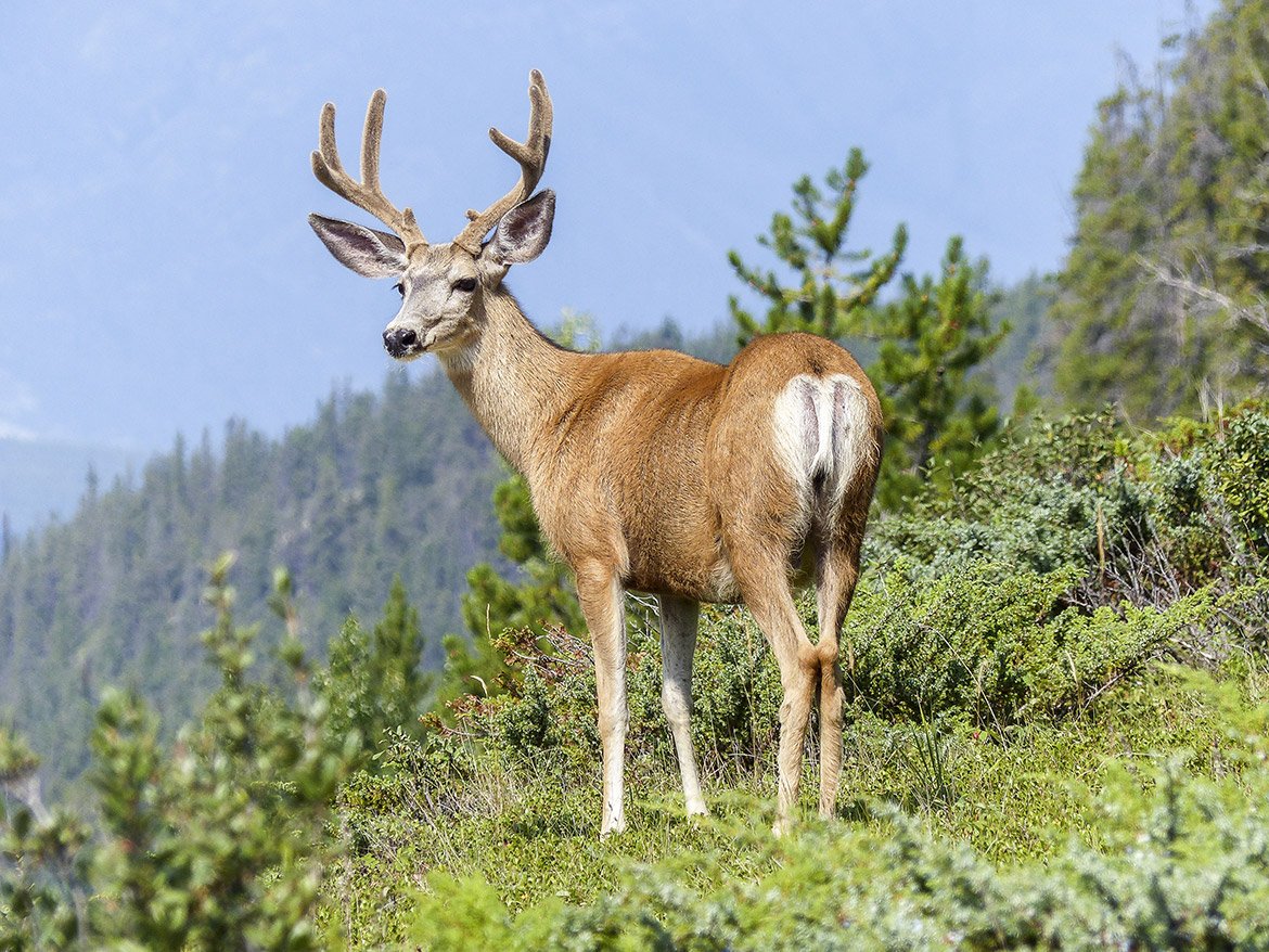 elk